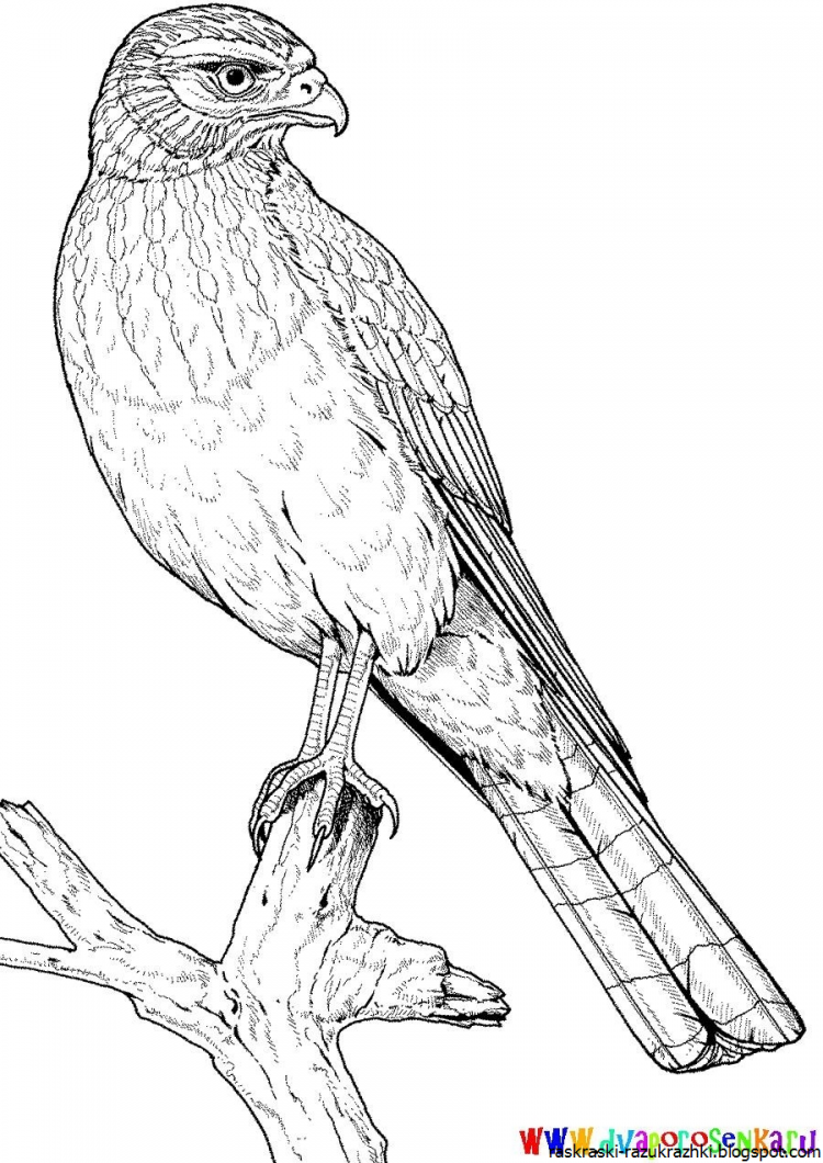 Степной Орел разукрашка
