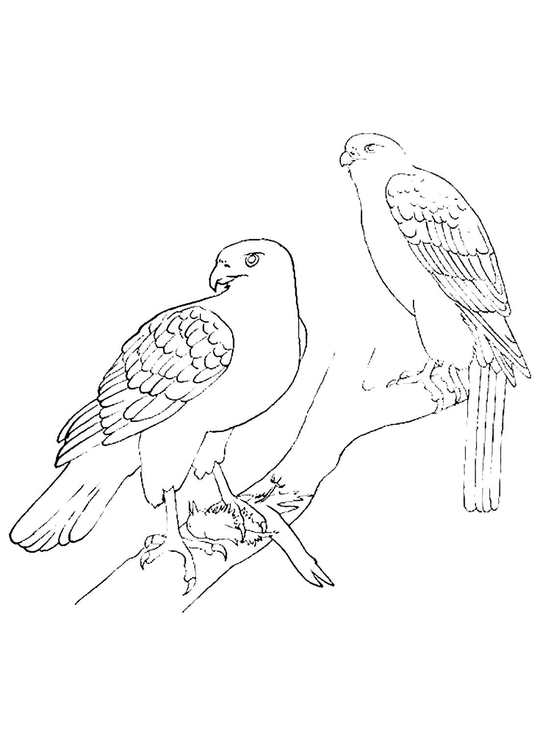 Сокол раскраска для детей