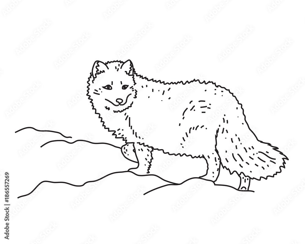 Песец силуэт