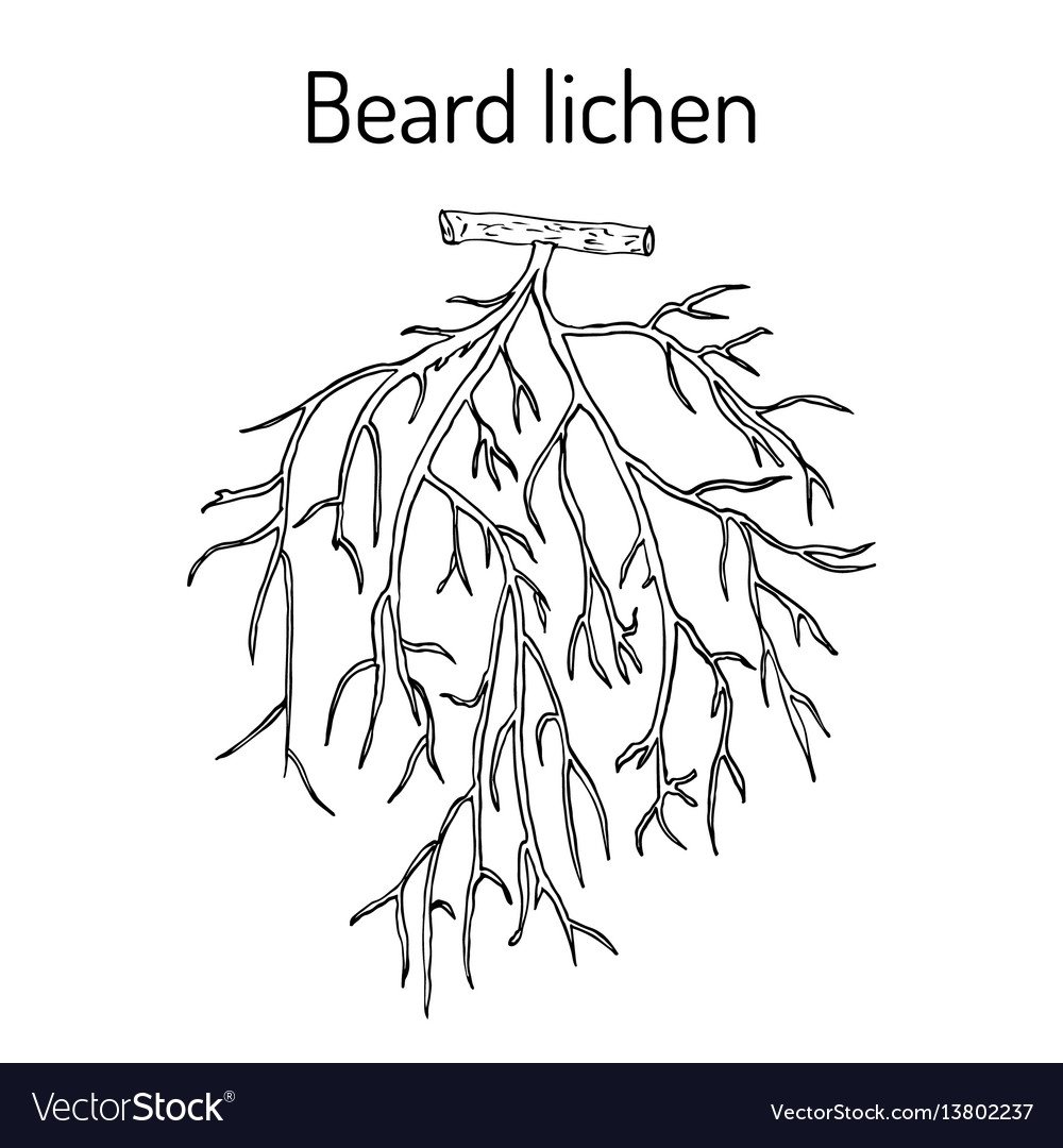 Usnea barbata рисунок