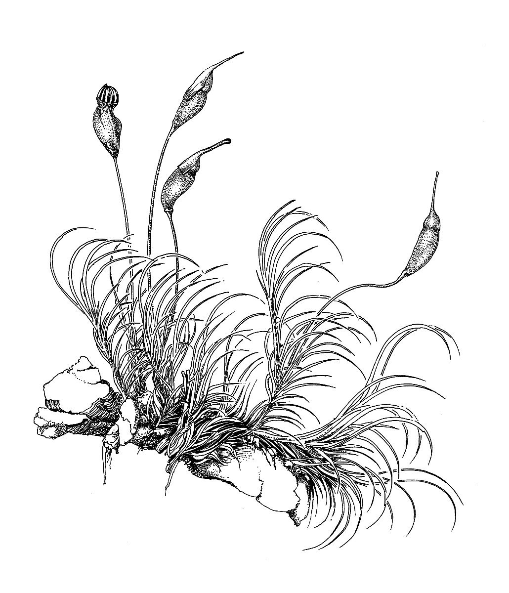 Мох раскраска