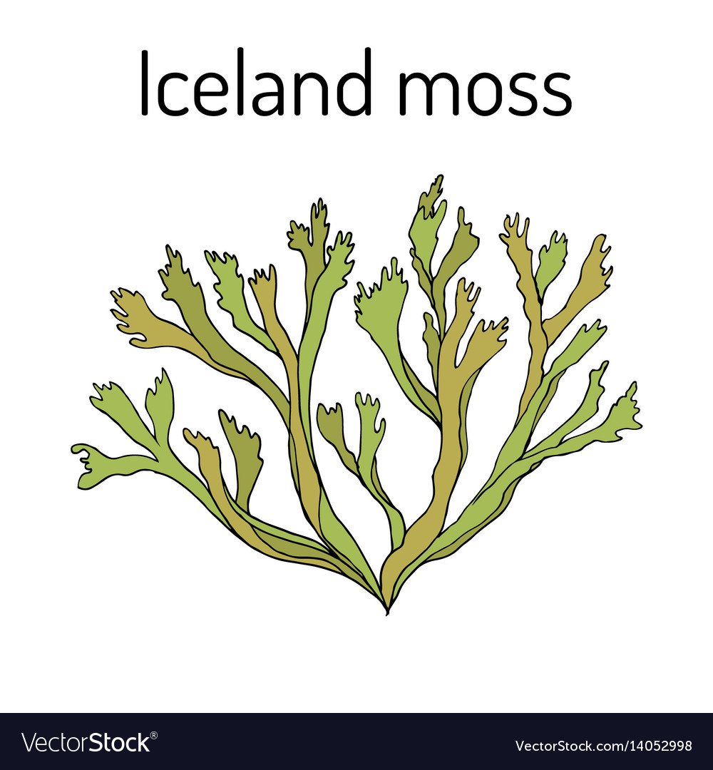 Лишайник вектор