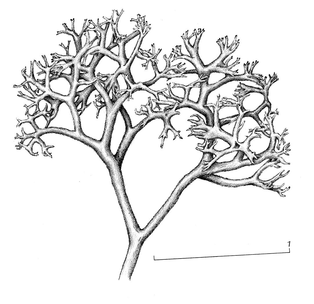 Кладония Стелларис