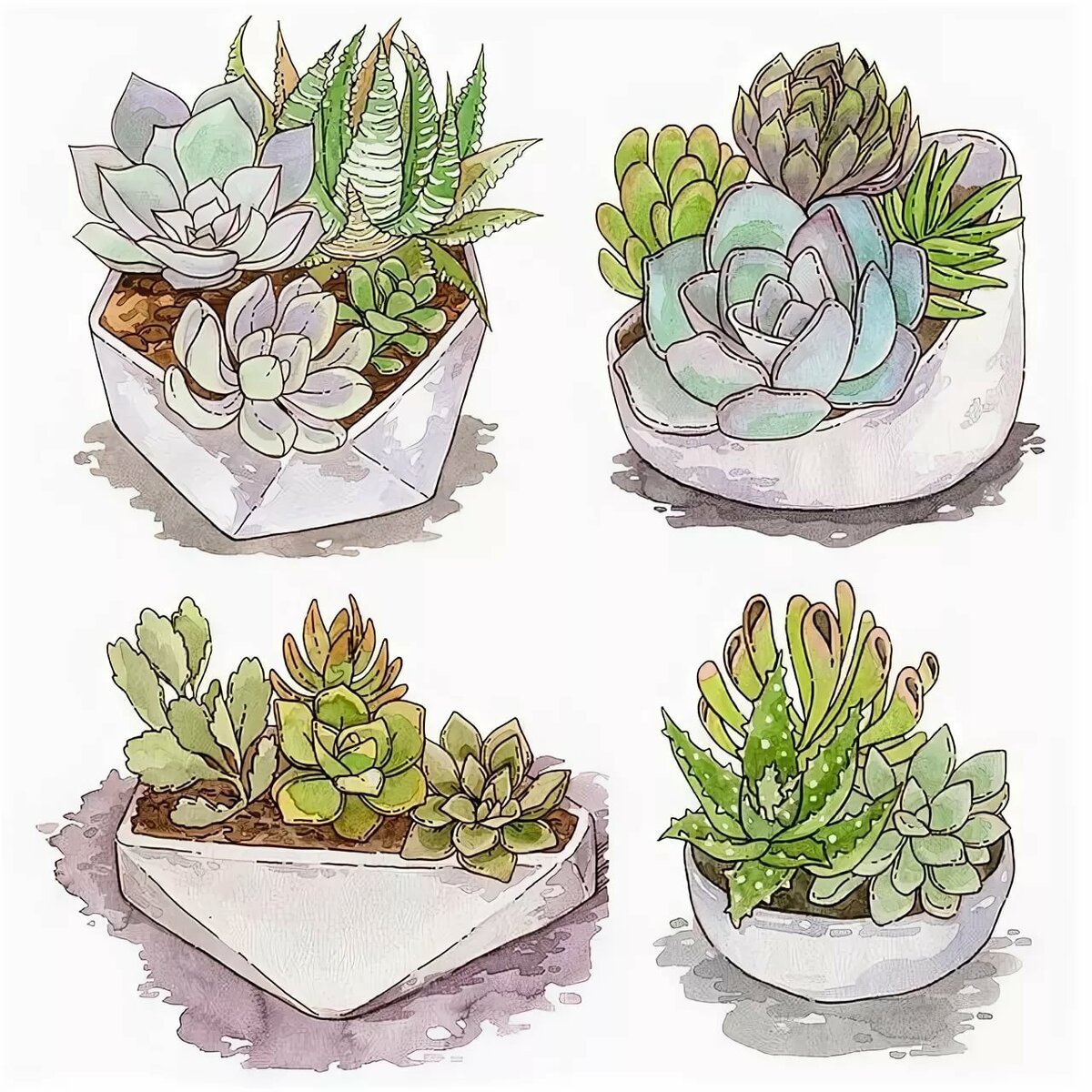 Мох раскраска