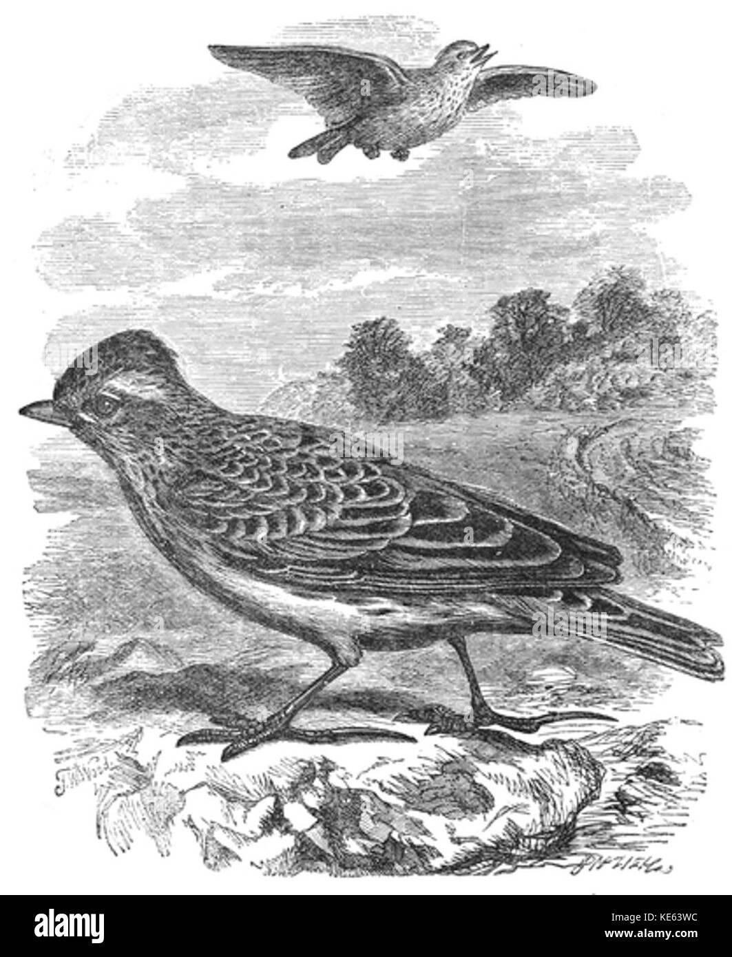 Картина Жаворонок Глинка