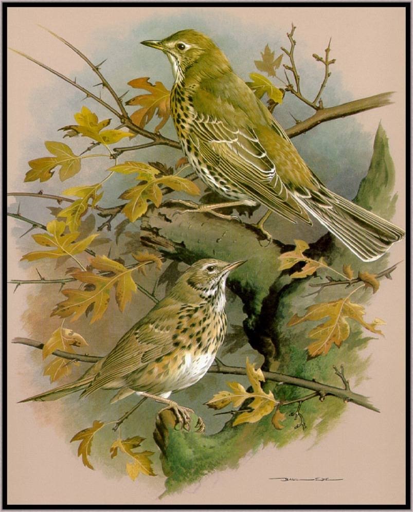 Жаворонок красками