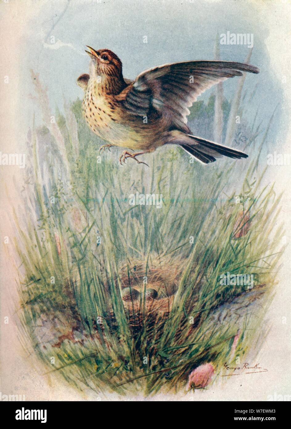 Птицы художника Basil Ede