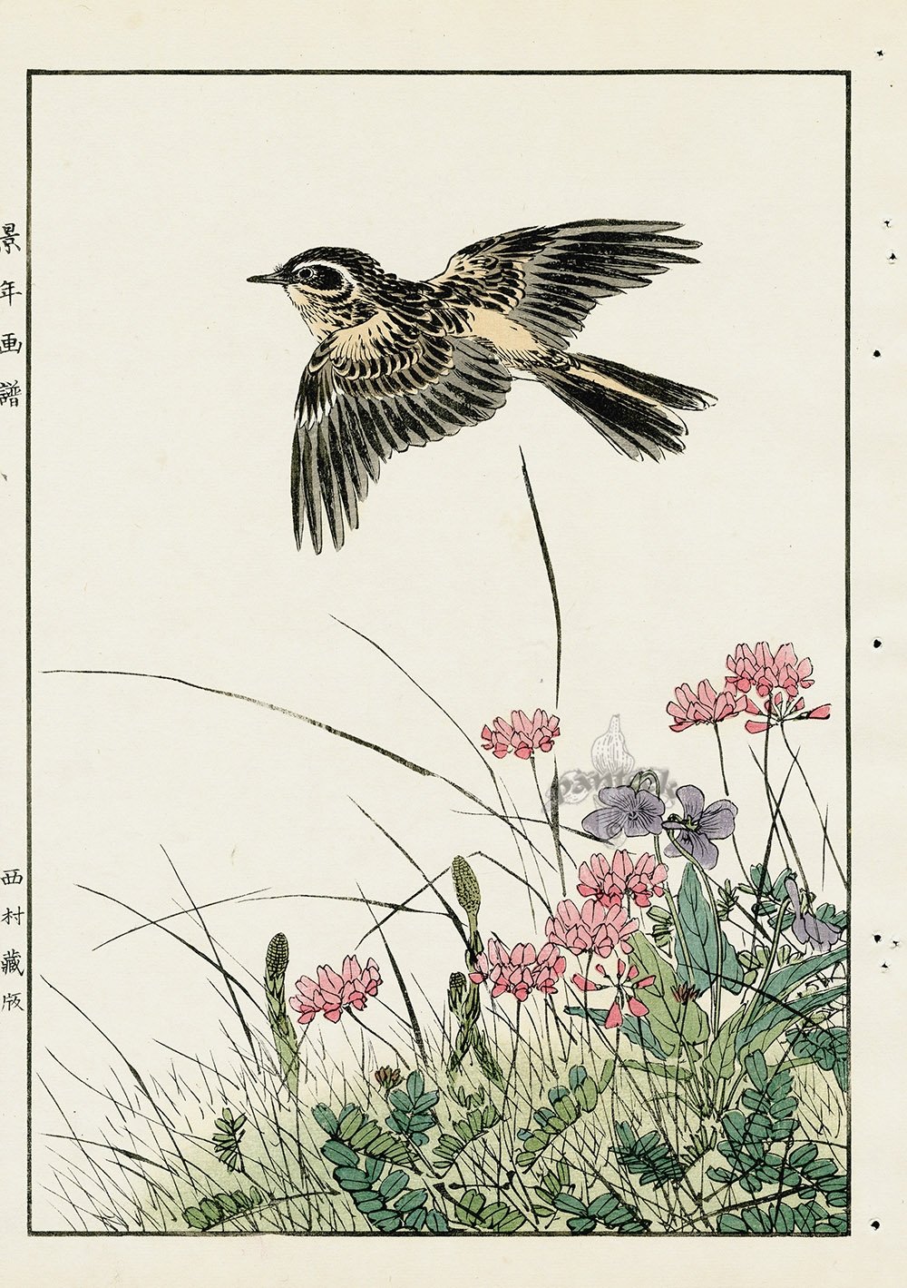 Жаворонок иллюстрация