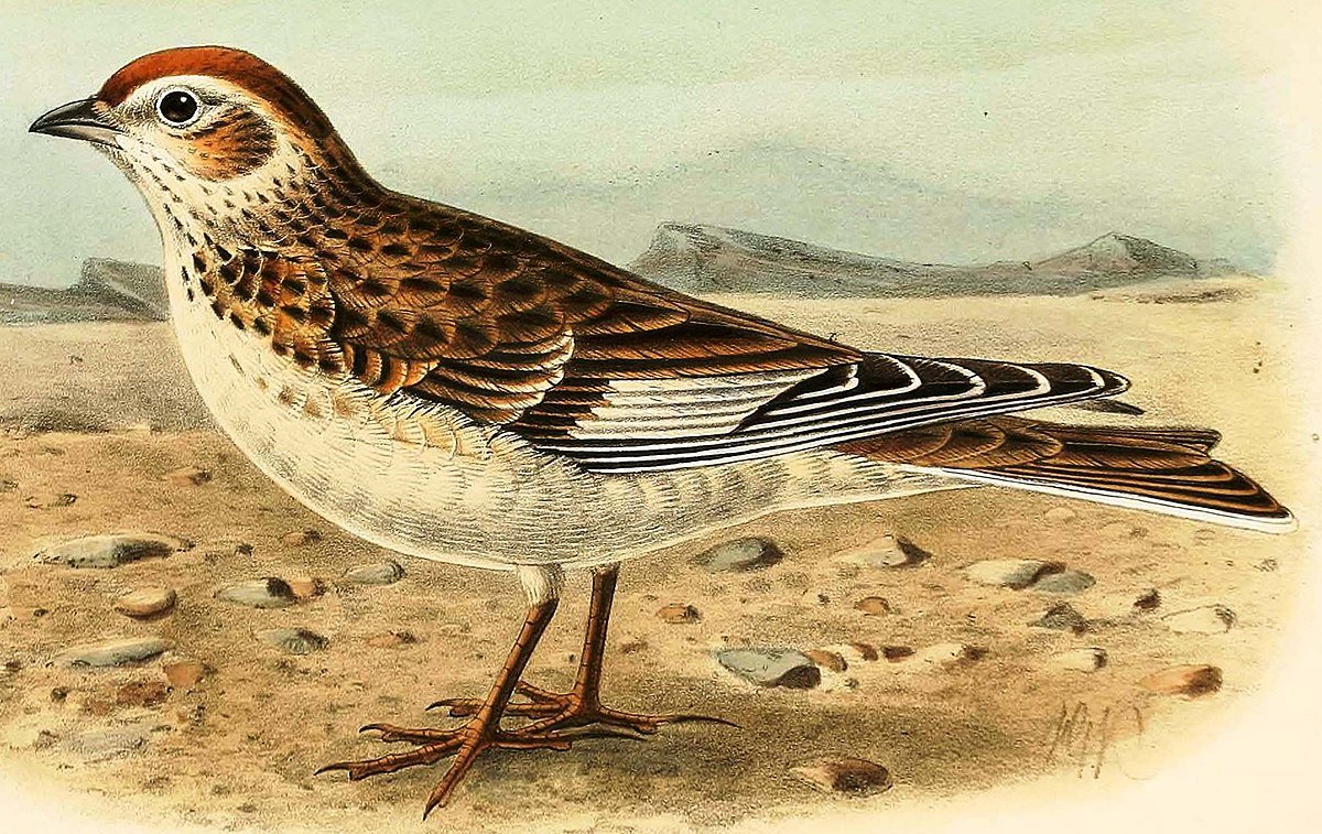 Василий Жуковский Жаворонок иллюстрации