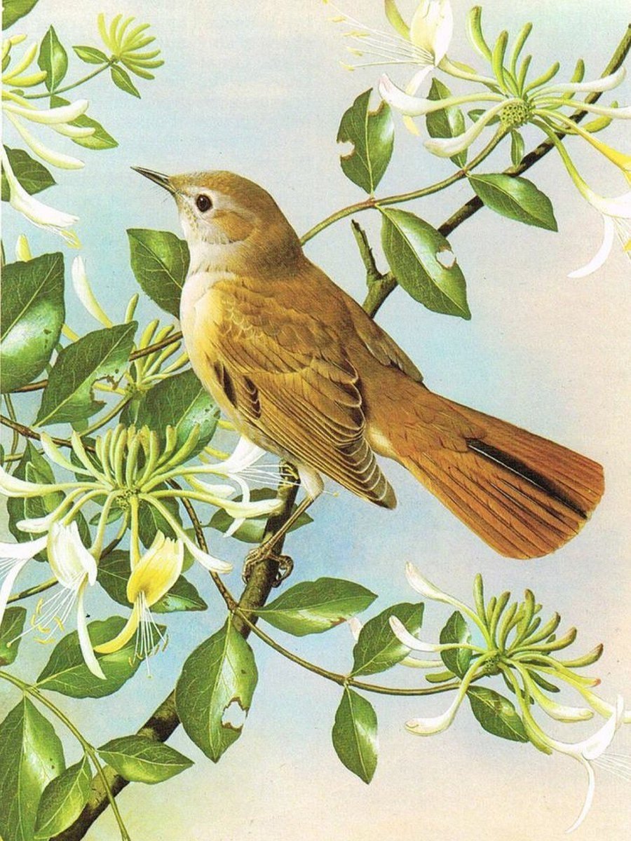 Полевой Жаворонок полет