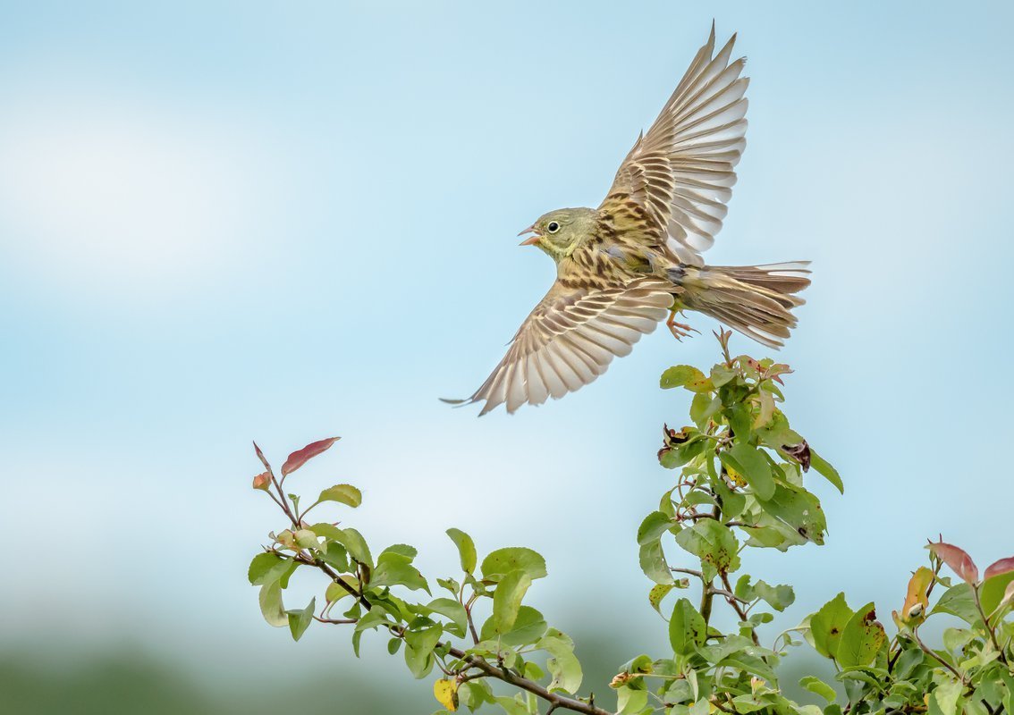 Жаворонок раскраска для детей