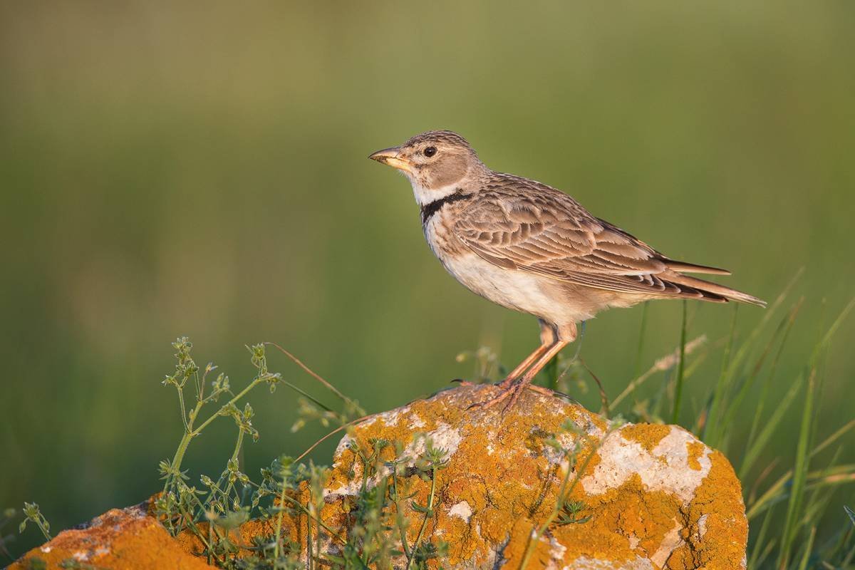 Рисунок на тему весенние птицы