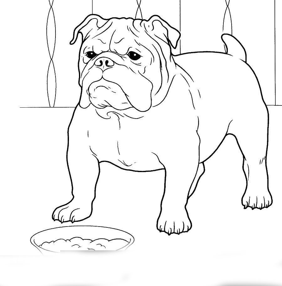 Иллюстрация к рассказу Булька Толстого