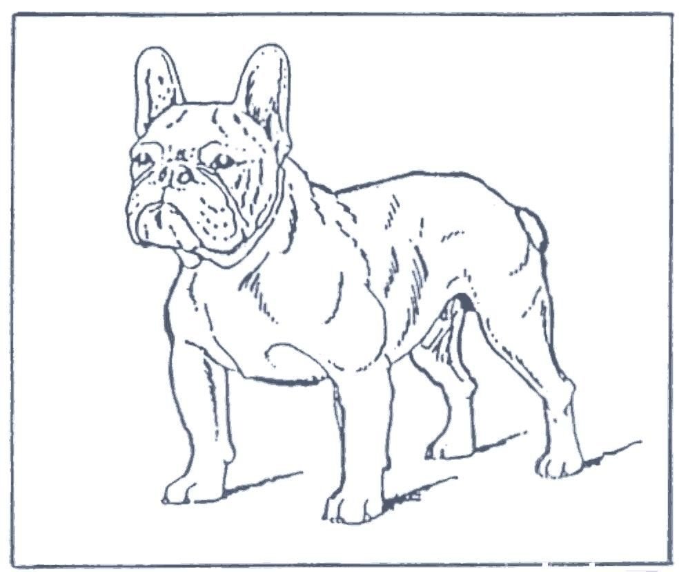 Французский бульдог стандарт FCI