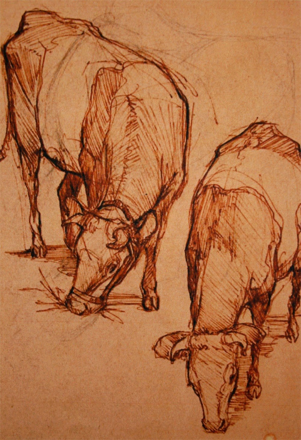 Наброски и зарисовки животных