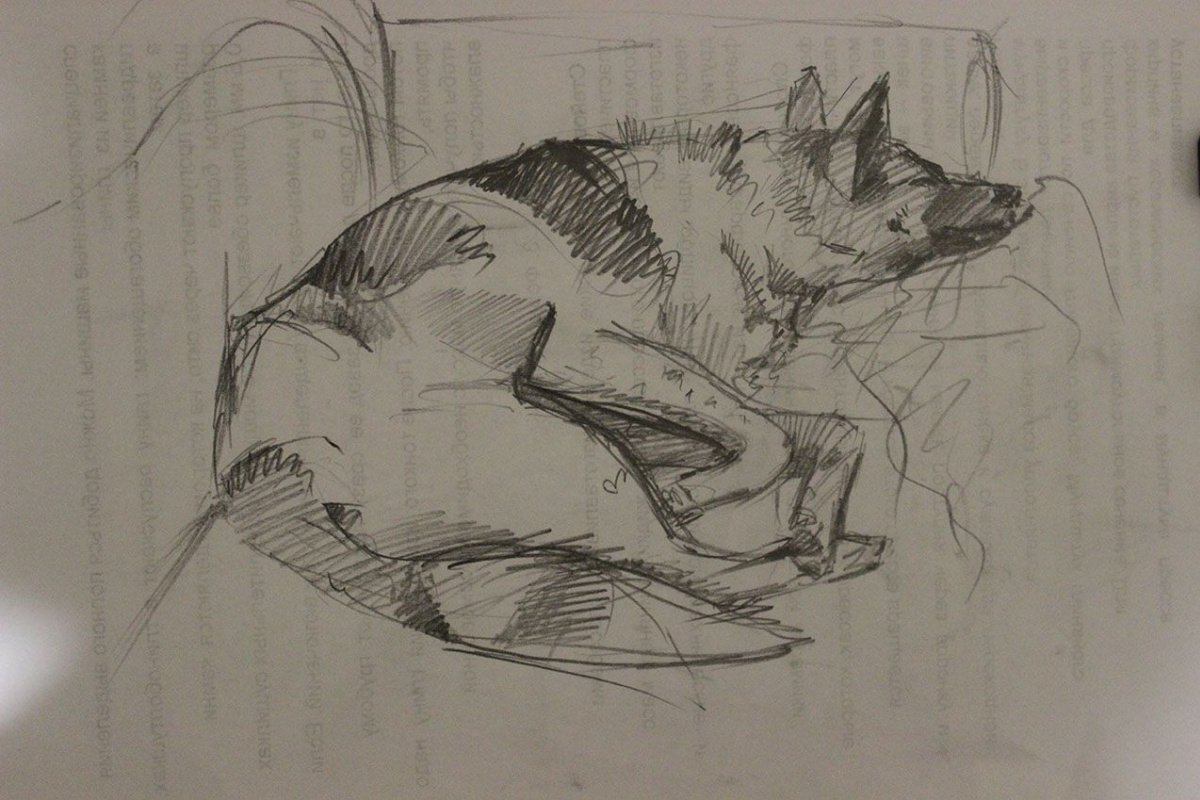 Зарисовки животных