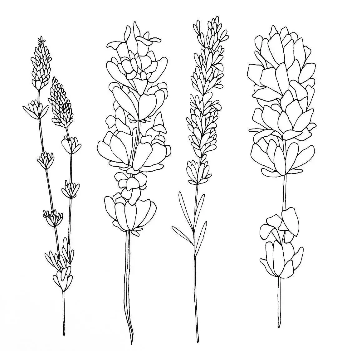 Роза раскраска