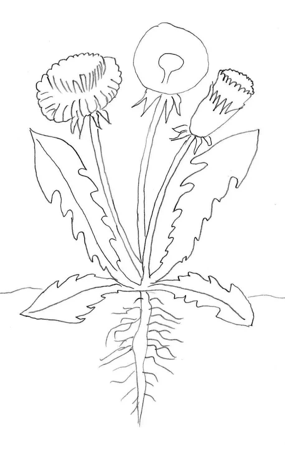 Тюльпан раскраска для малышей