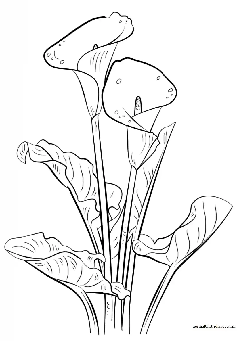 Роза раскраска для детей