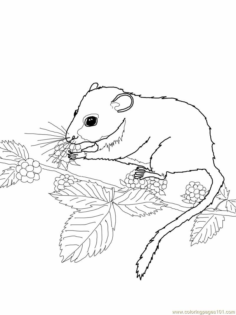 Орешниковая Соня рисунок