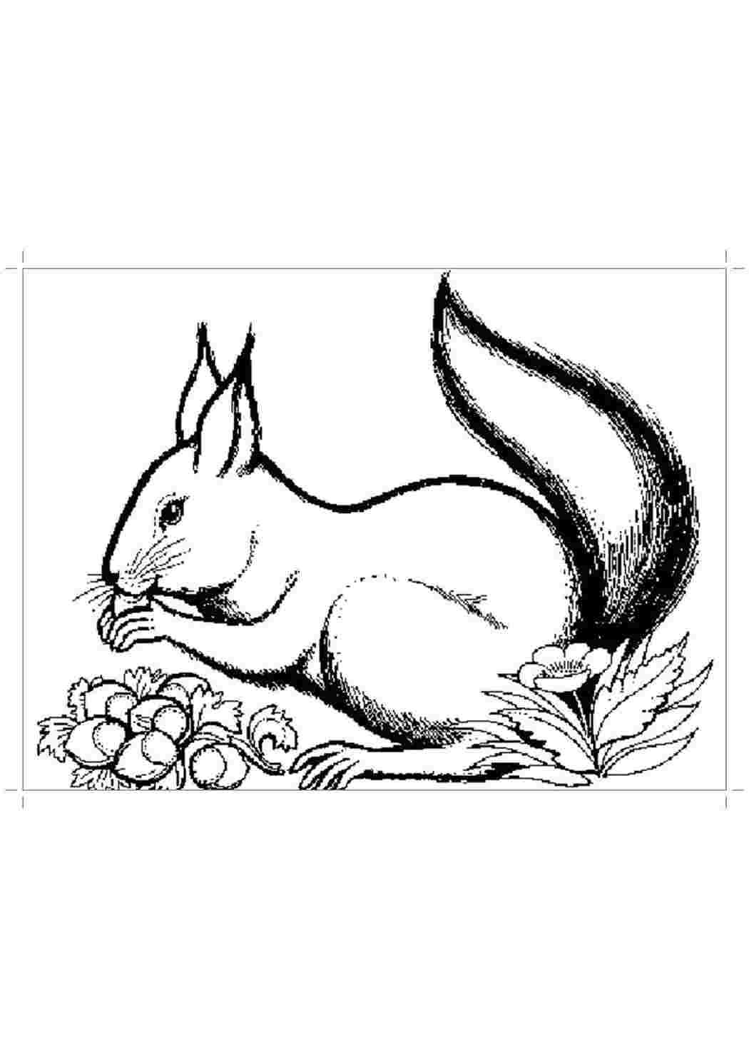 Картинка Белочка раскраска