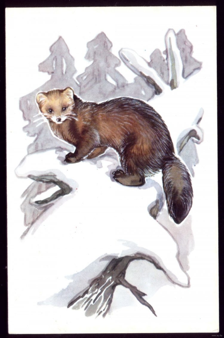 Куница Белогрудка