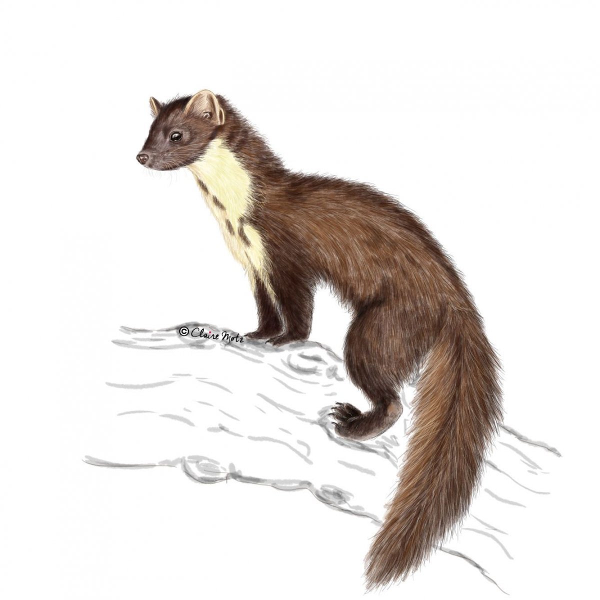 Куница Белогрудка