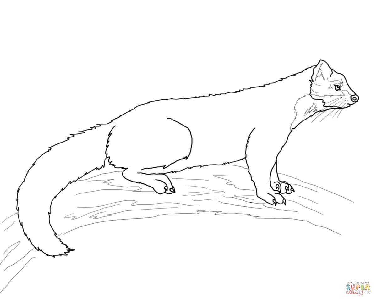 Лесная куница раскраска