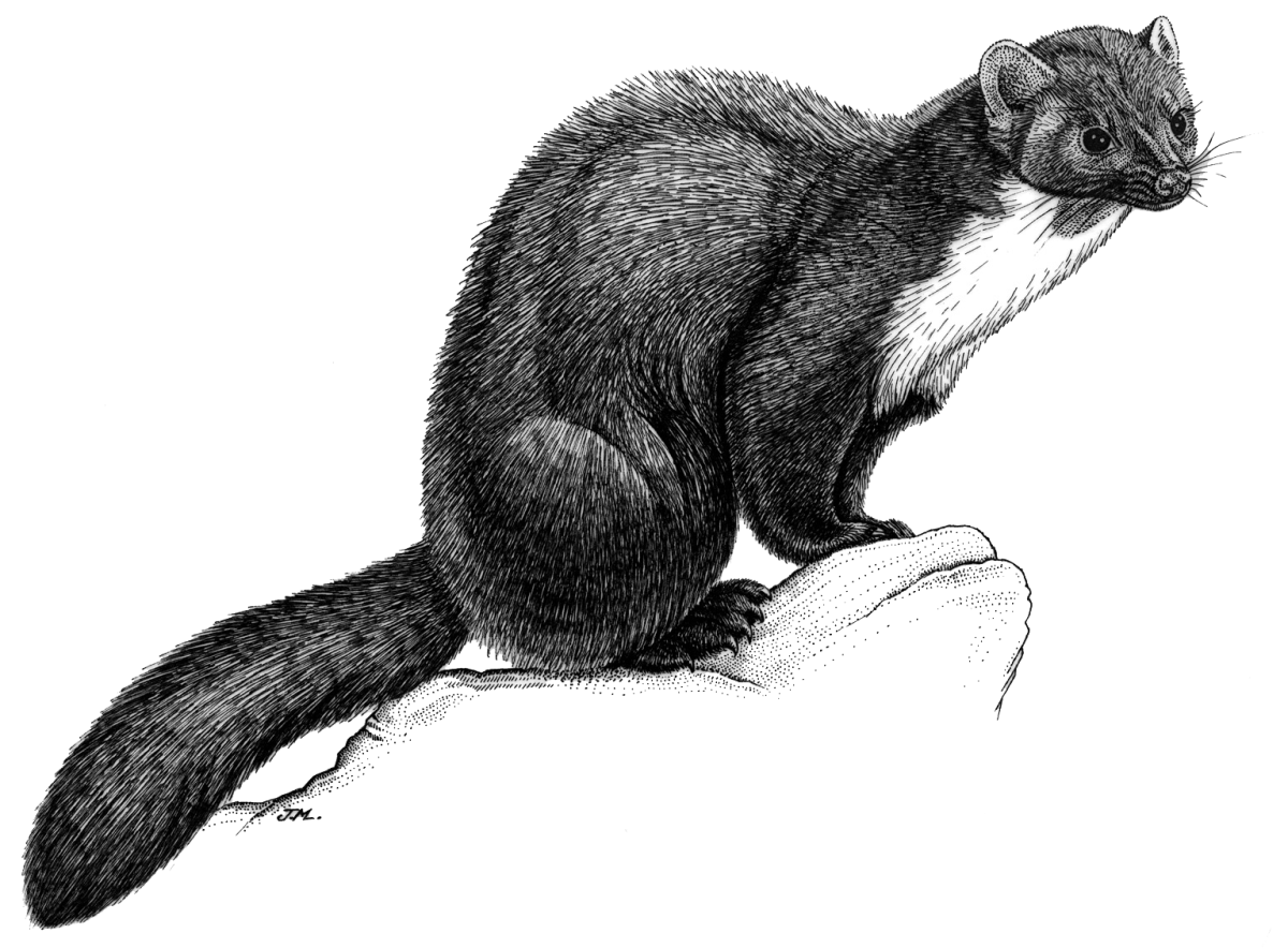 Каменная куница Белогрудка