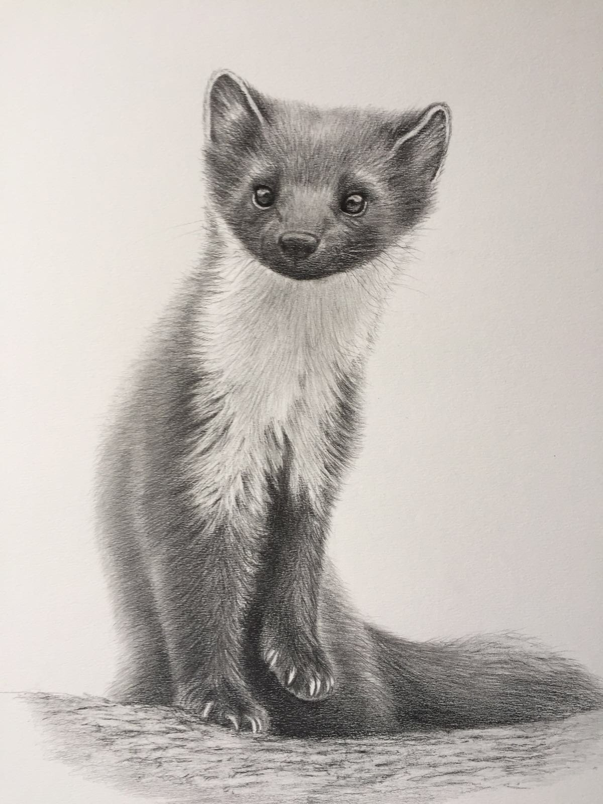 Нарисовать соболя