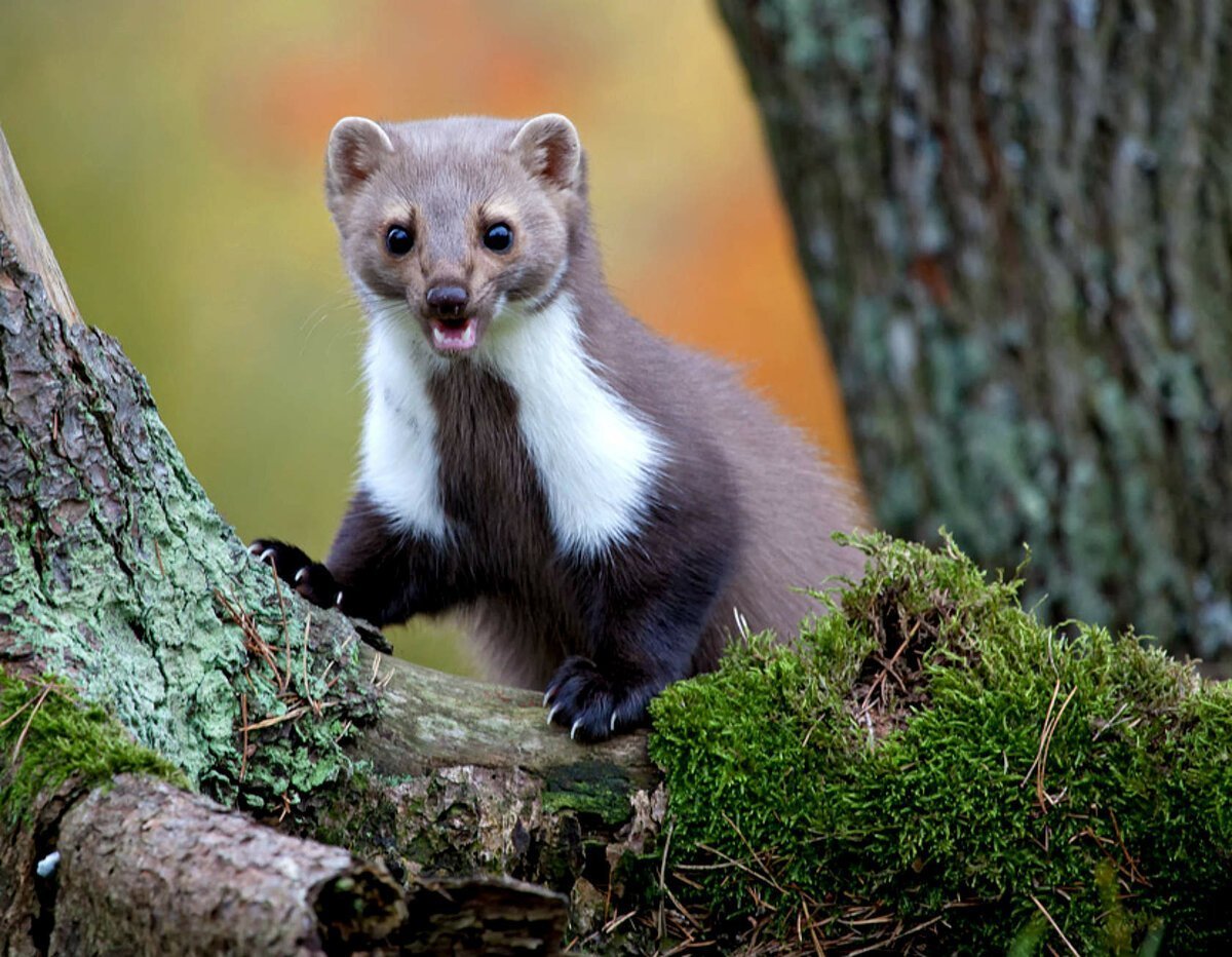 Каменная куница белодушка