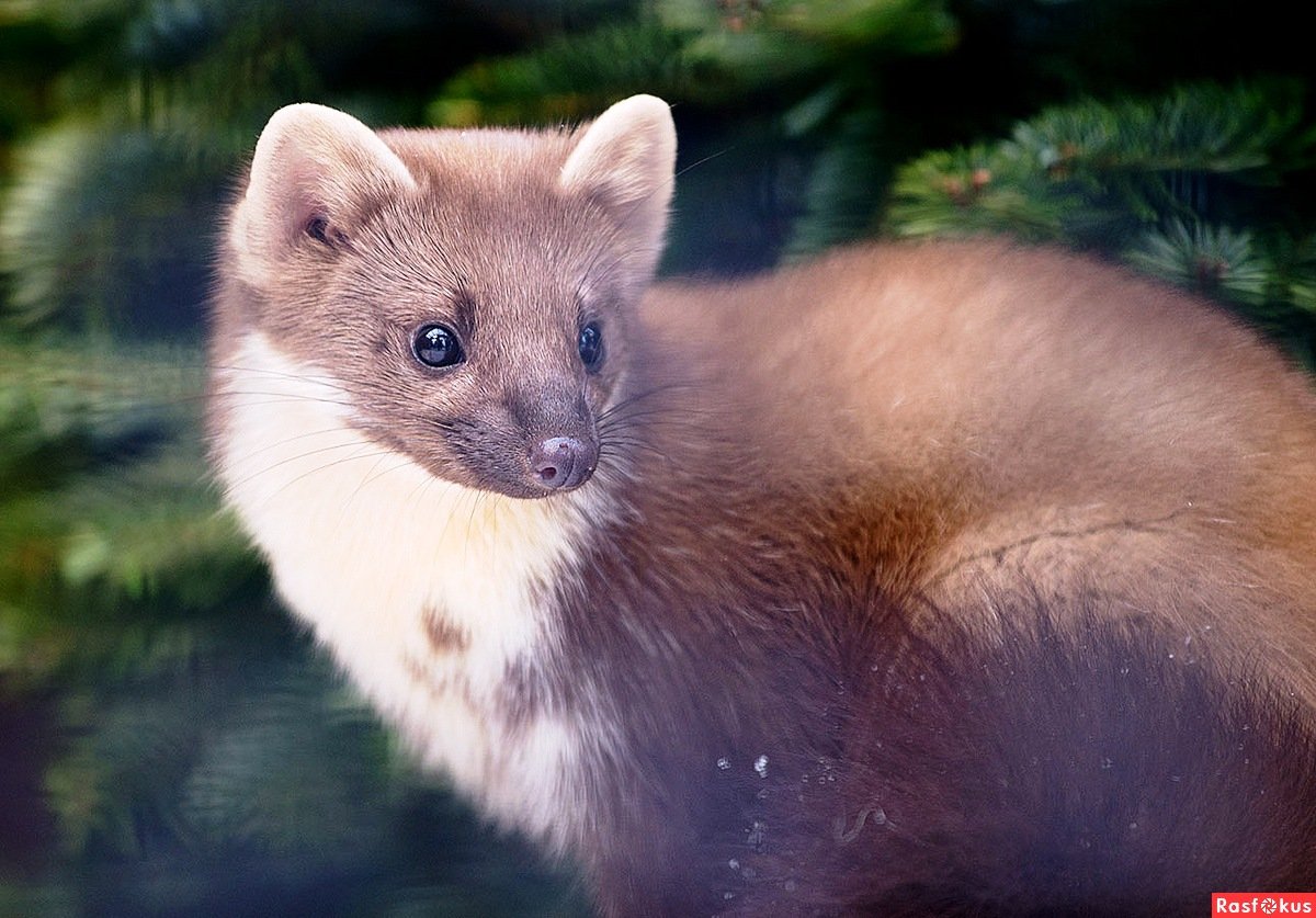 Животные Лесная куница