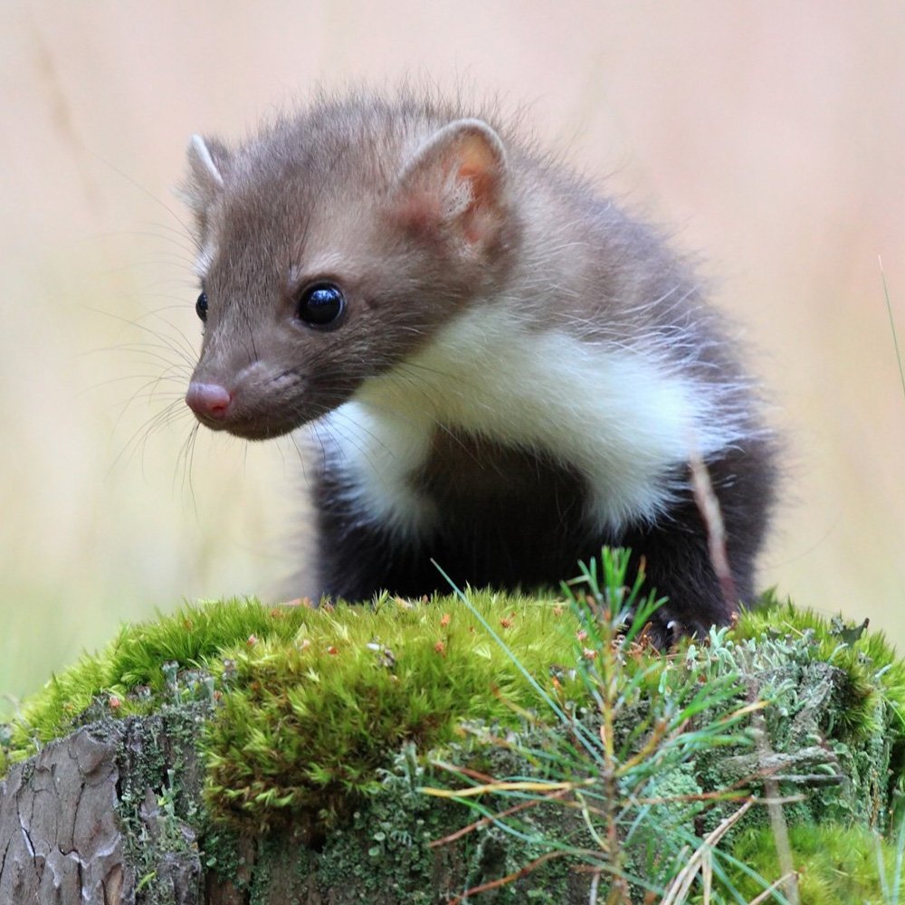 Каменная куница белодушка
