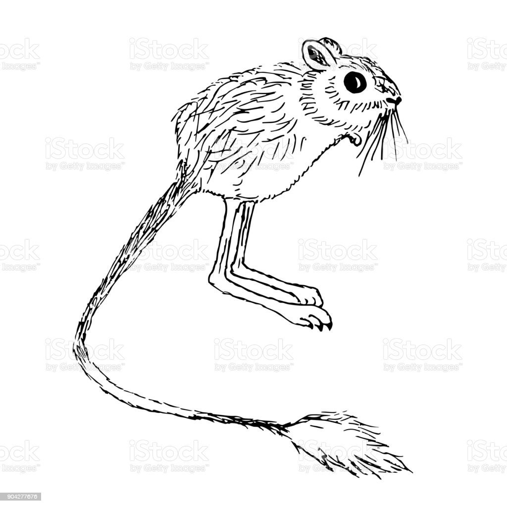 Тушканчик раскраска