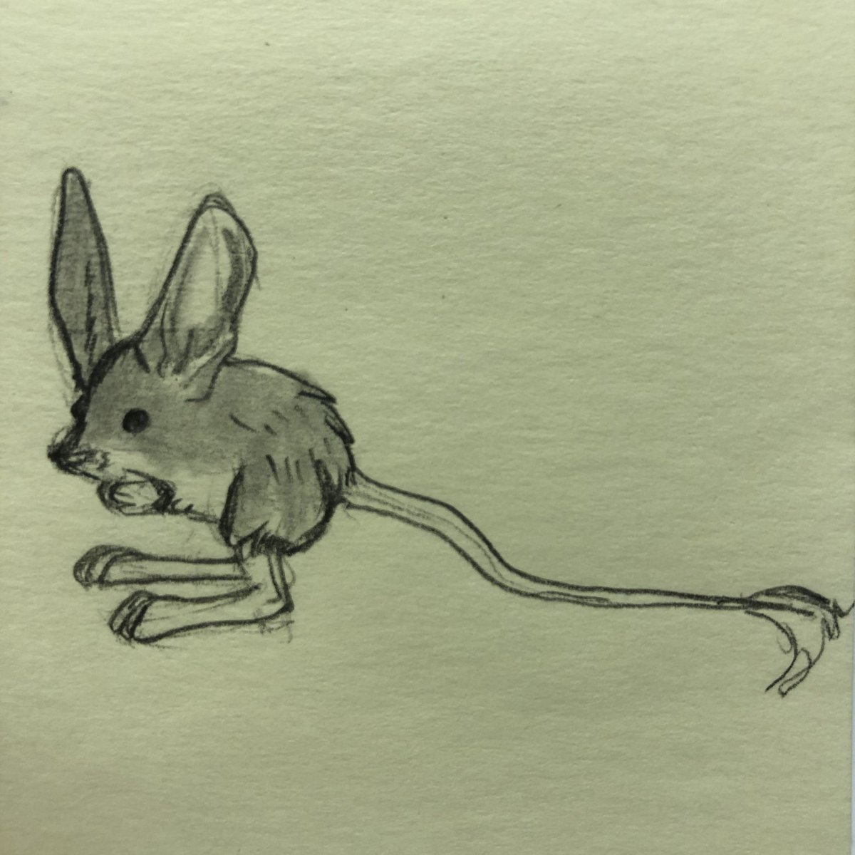 Крыса раскраска для детей