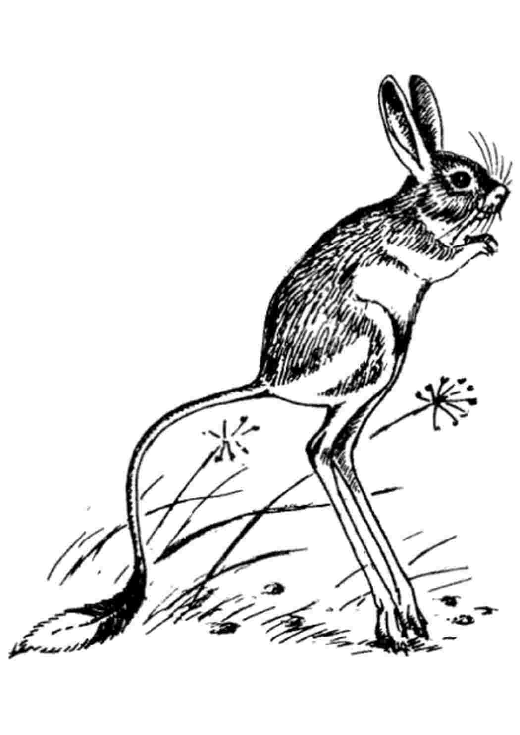 Песчанка мышь раскраска