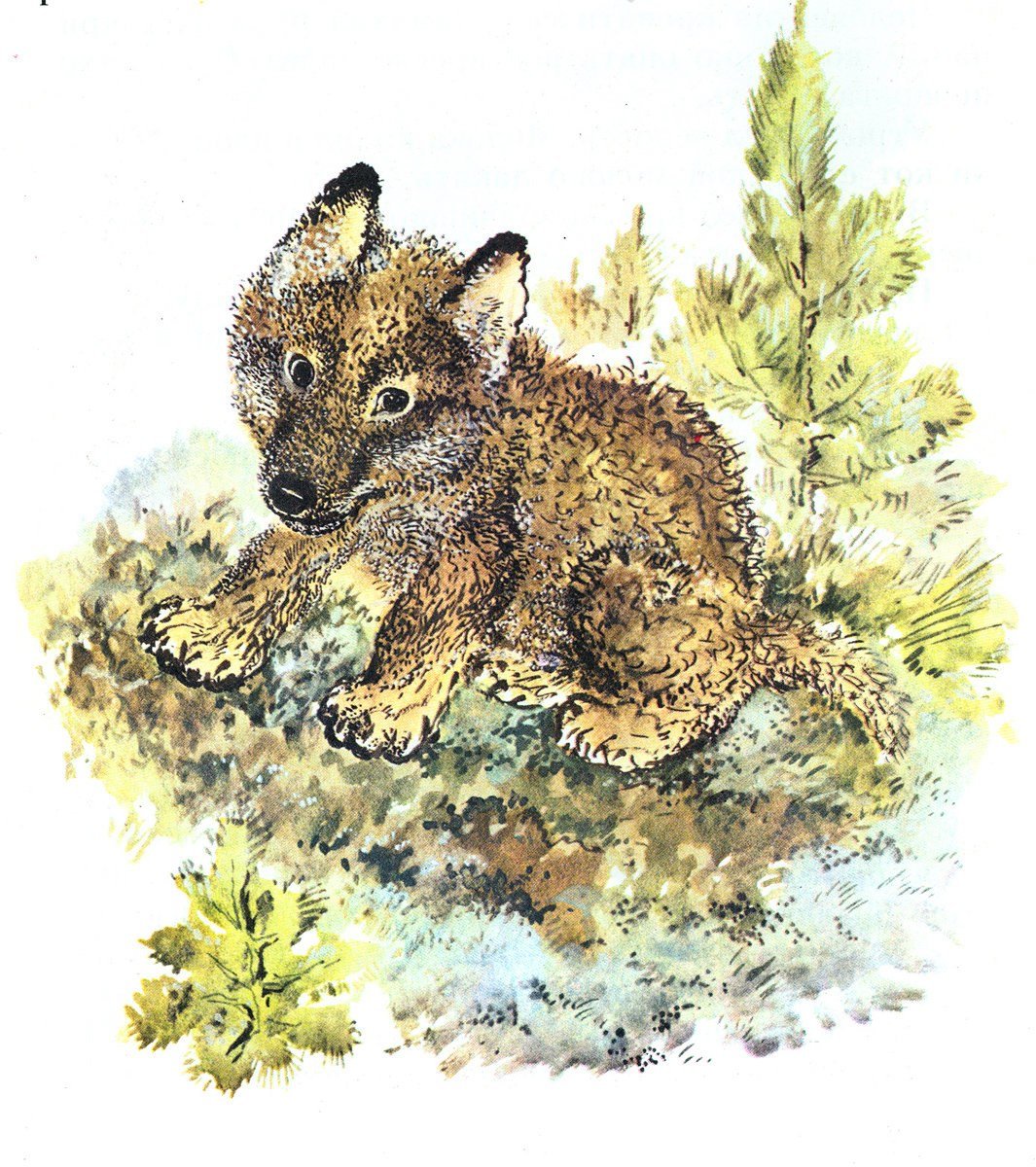 Волчонок Чарушин