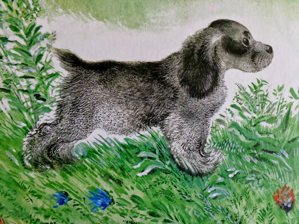 Чарушин Волчишко рисунок для детей