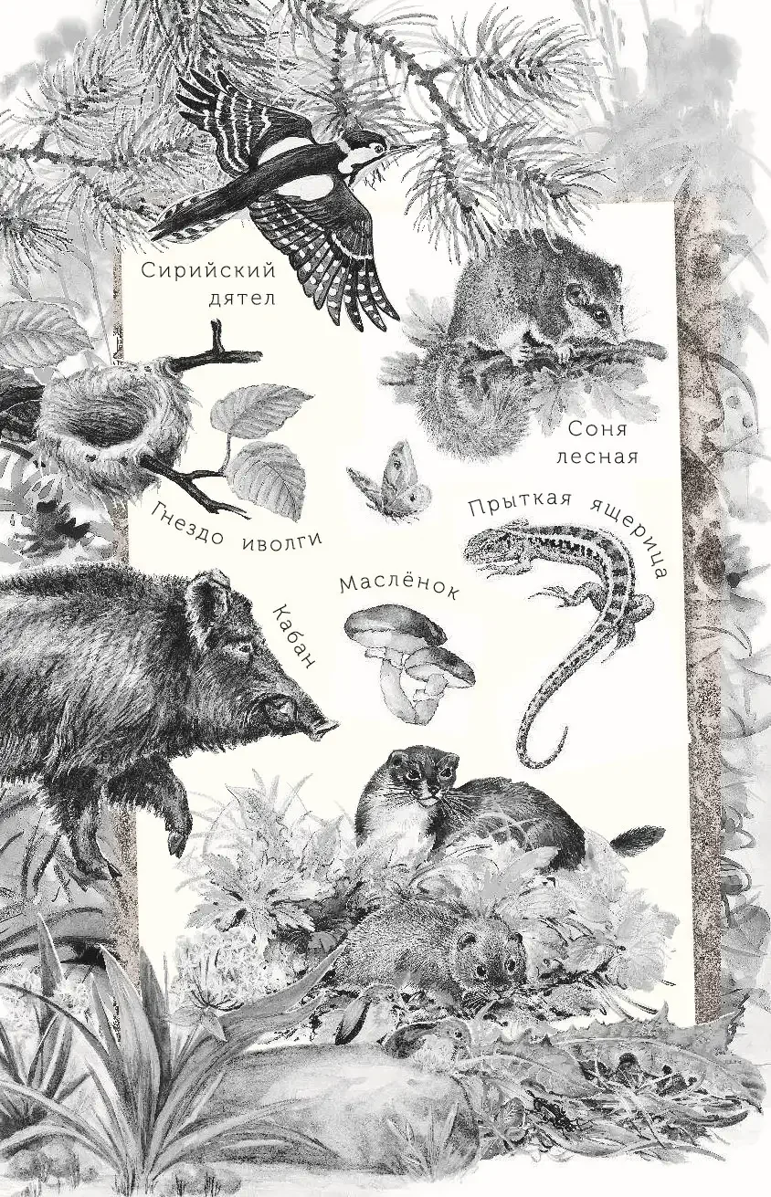 Бианки Лесная газета иллюстрации к книге