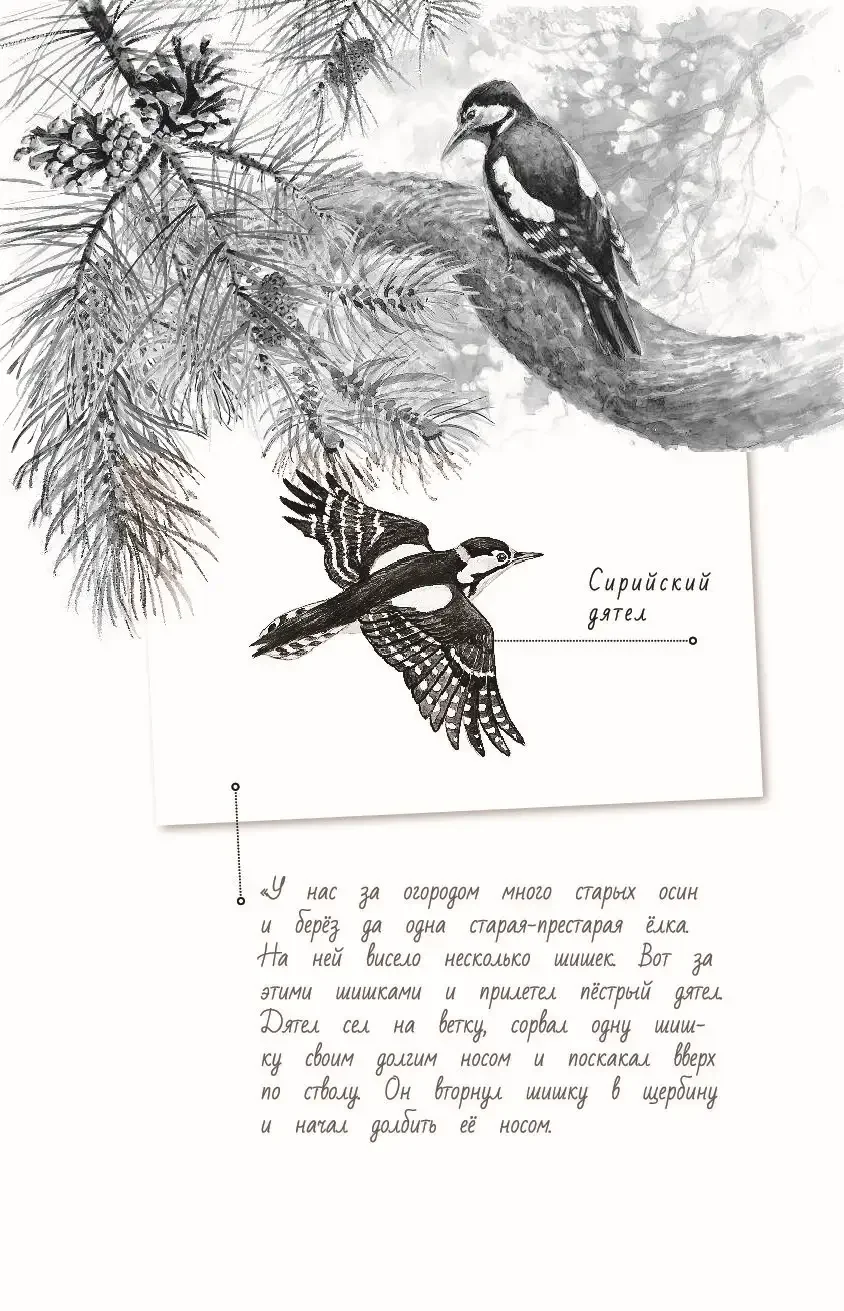 Лесная газета