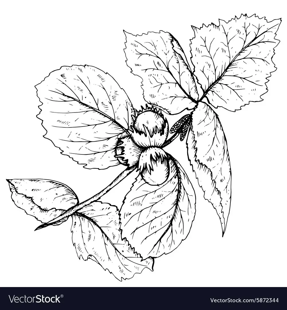 Орешник для раскрашивания