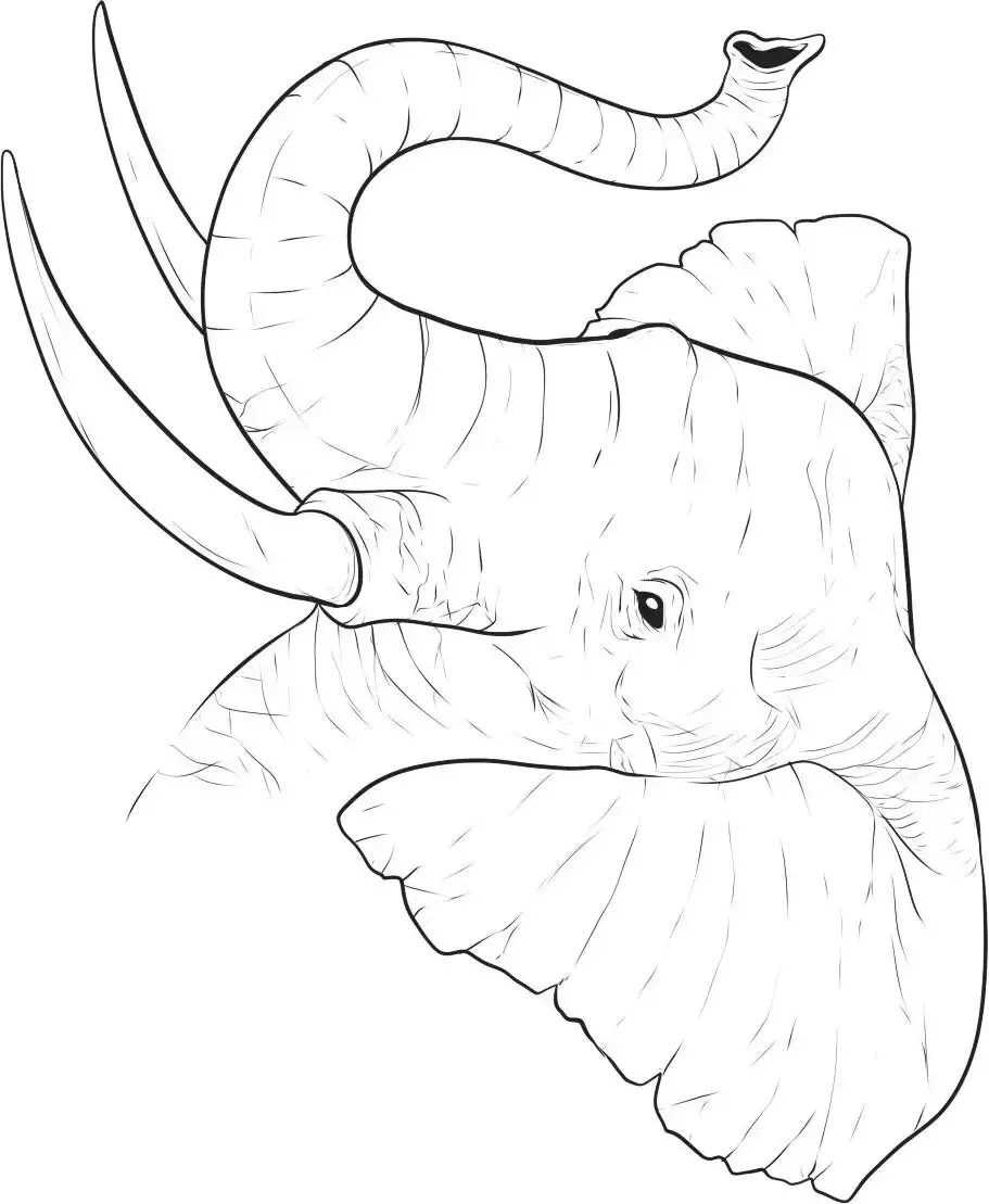 Слоник с хоботом раскраска