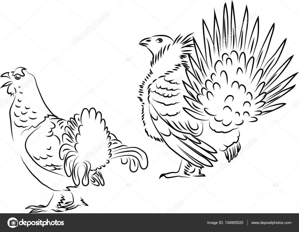 Терентий тетерев раскраска