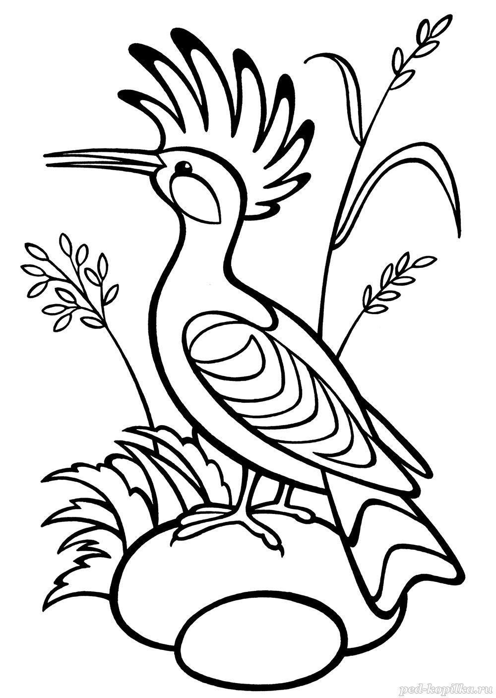 Фазан раскраска