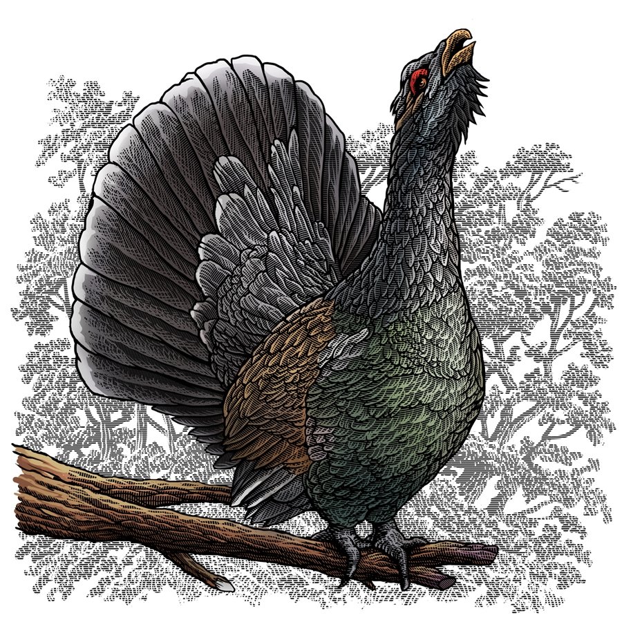 Зимующие птицы Глухарь раскраска