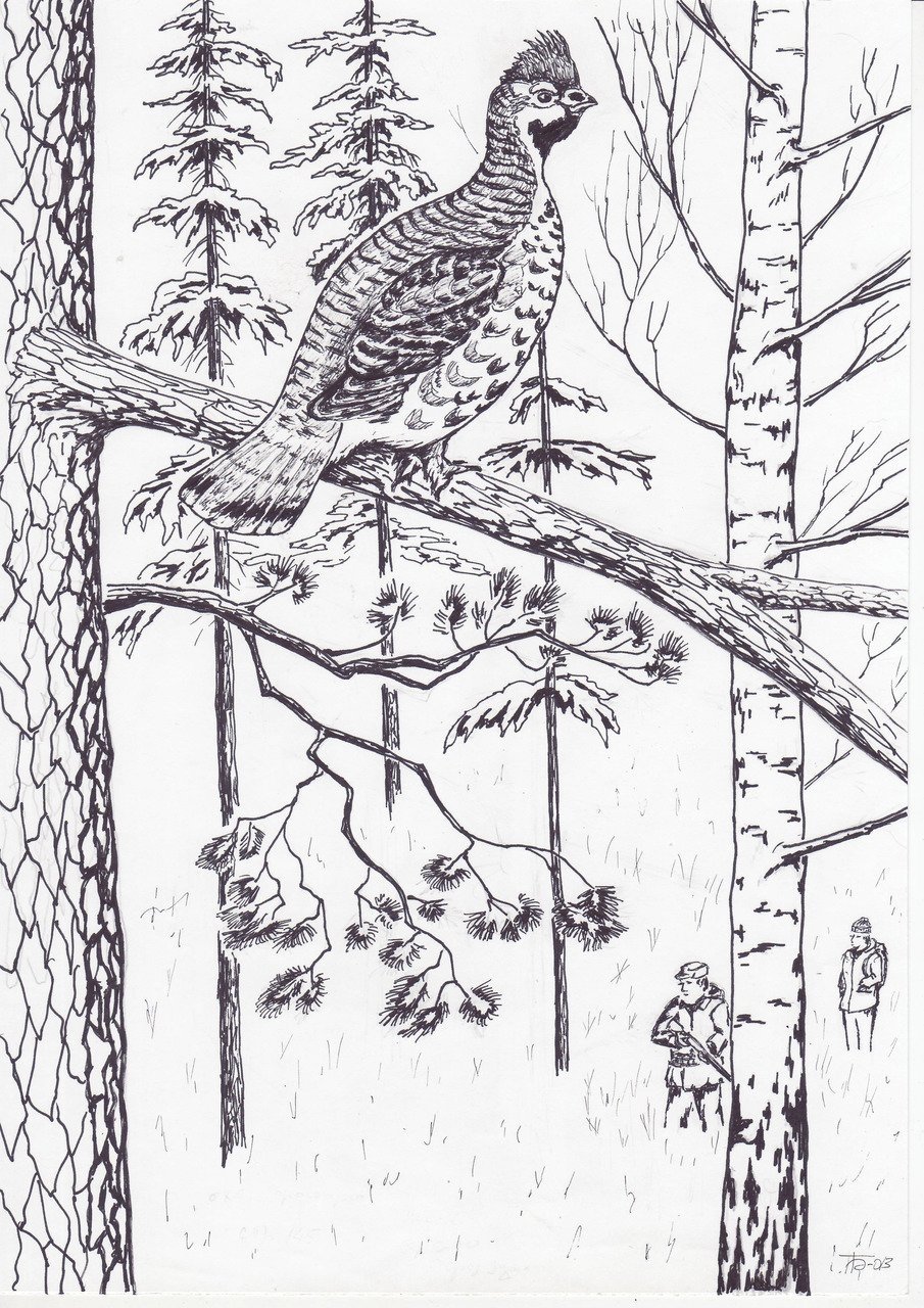 Тетерев раскраска