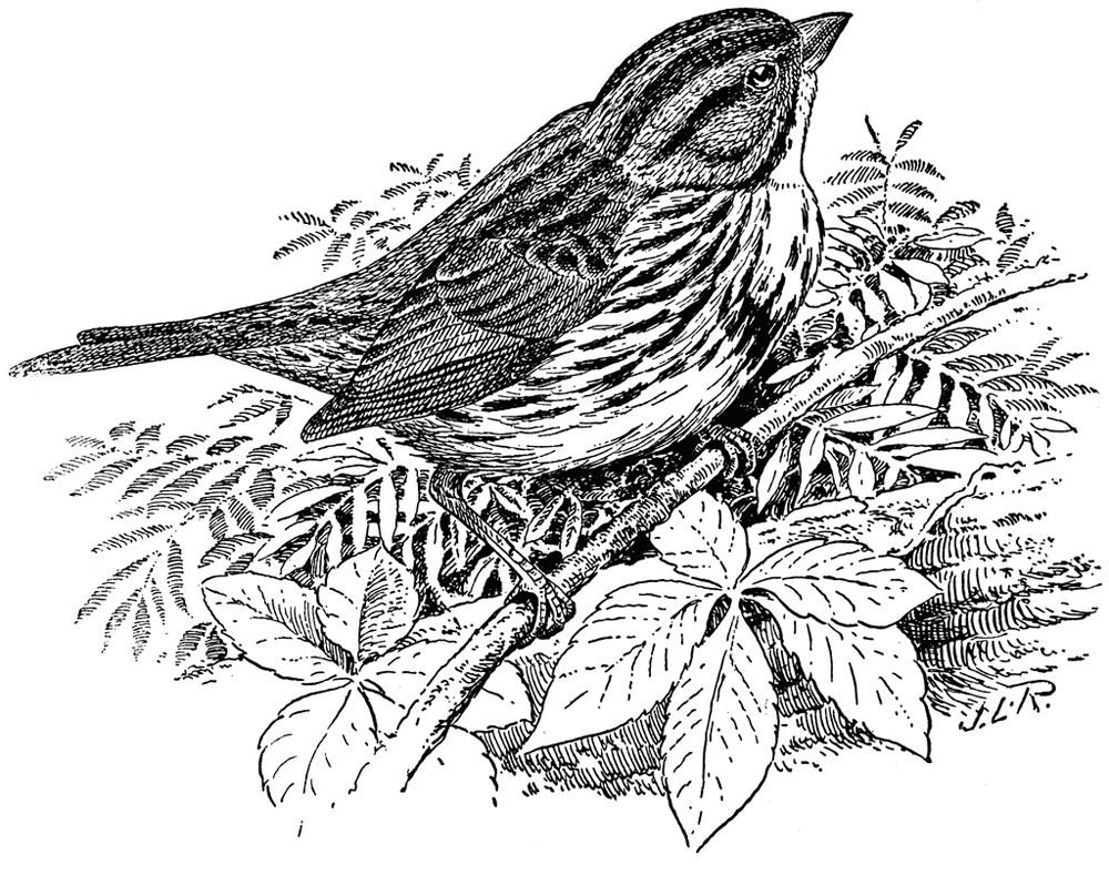 Пять тетеревей рисунок