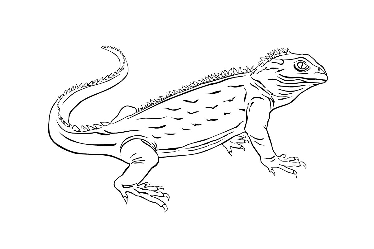Ящерка раскраска для детей