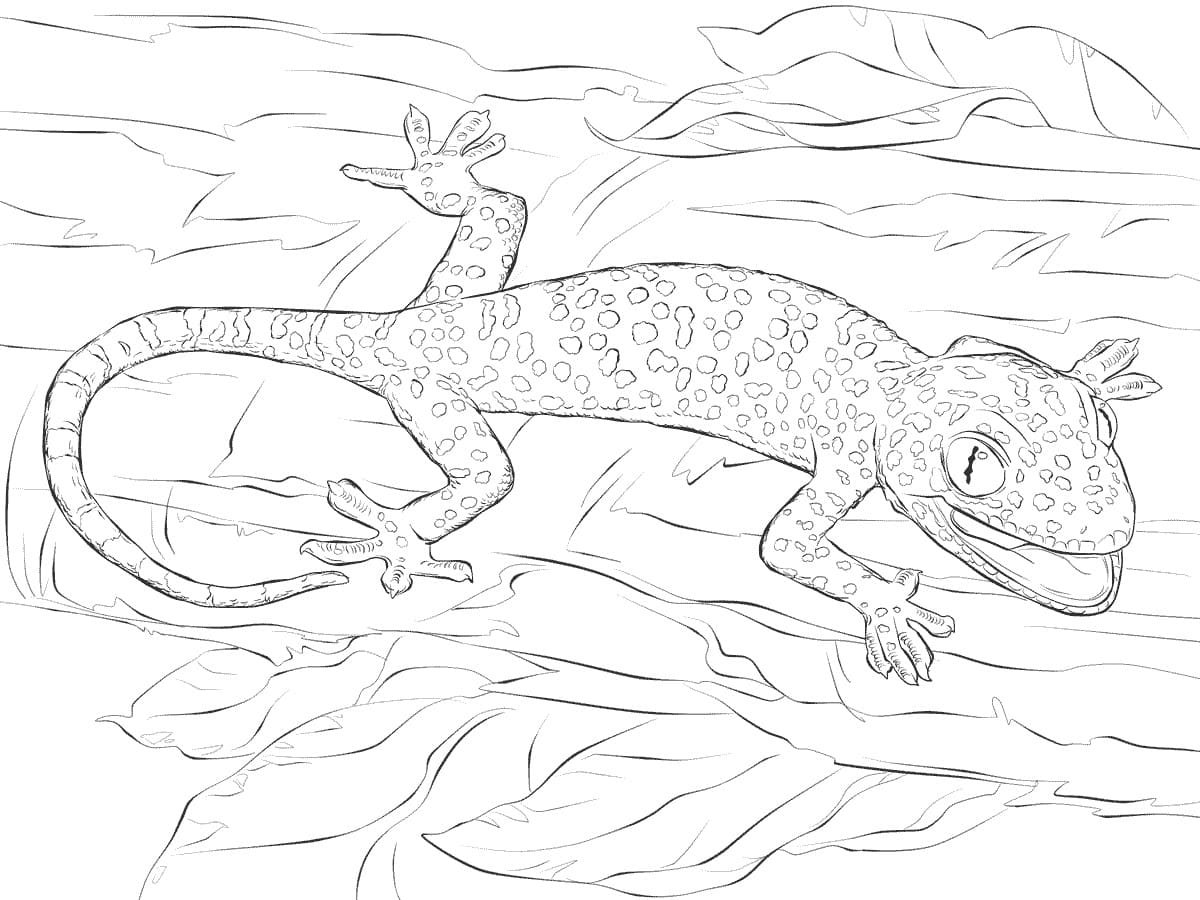 Ящерица раскраска
