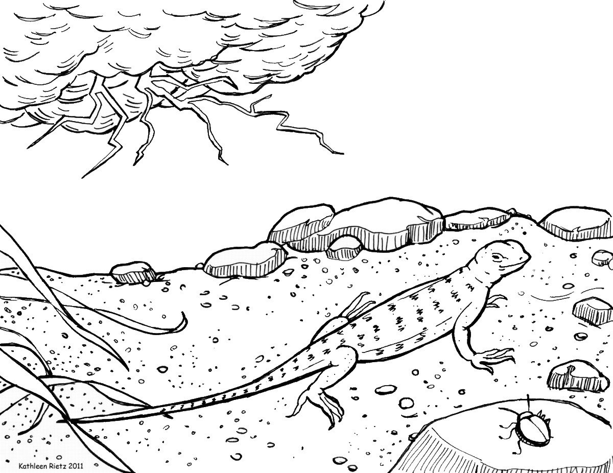 Ящерица раскраска